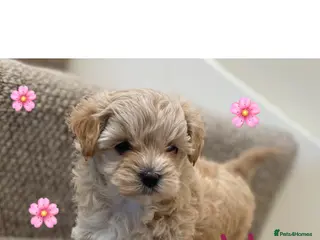 Maltipoo dogs Female Maltipoo f1 Pup from 5 star breeder - Advert 6