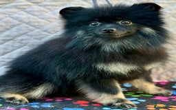 Pomeranian dogs for adoption: Puffy: A Little Heart That Survived - Image 1
