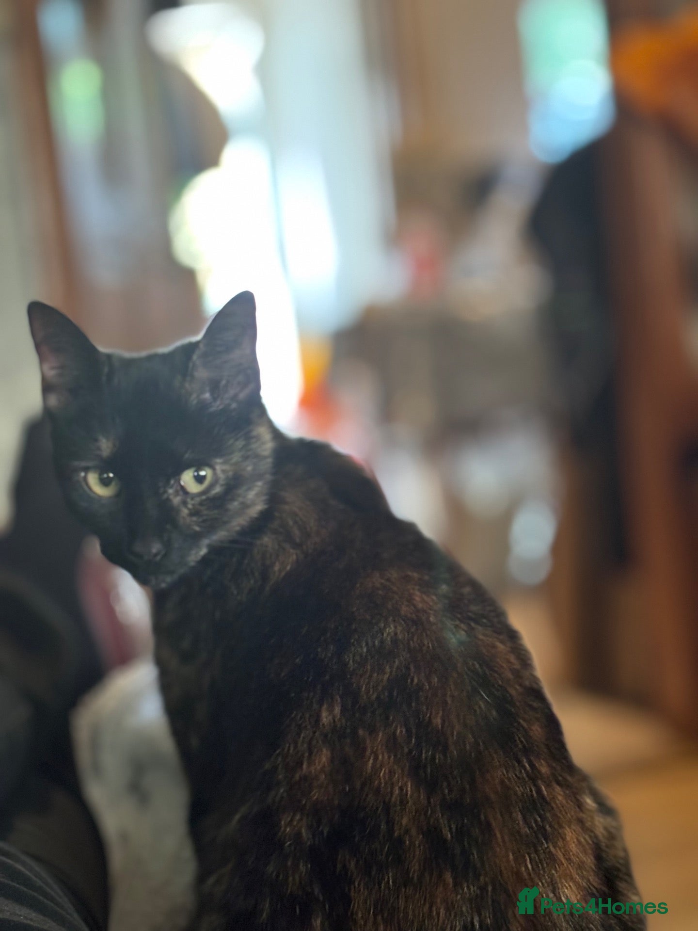Mixed Breed cats Adorable Litter-Trained Kittens for Sale 🐾 - Advert 2