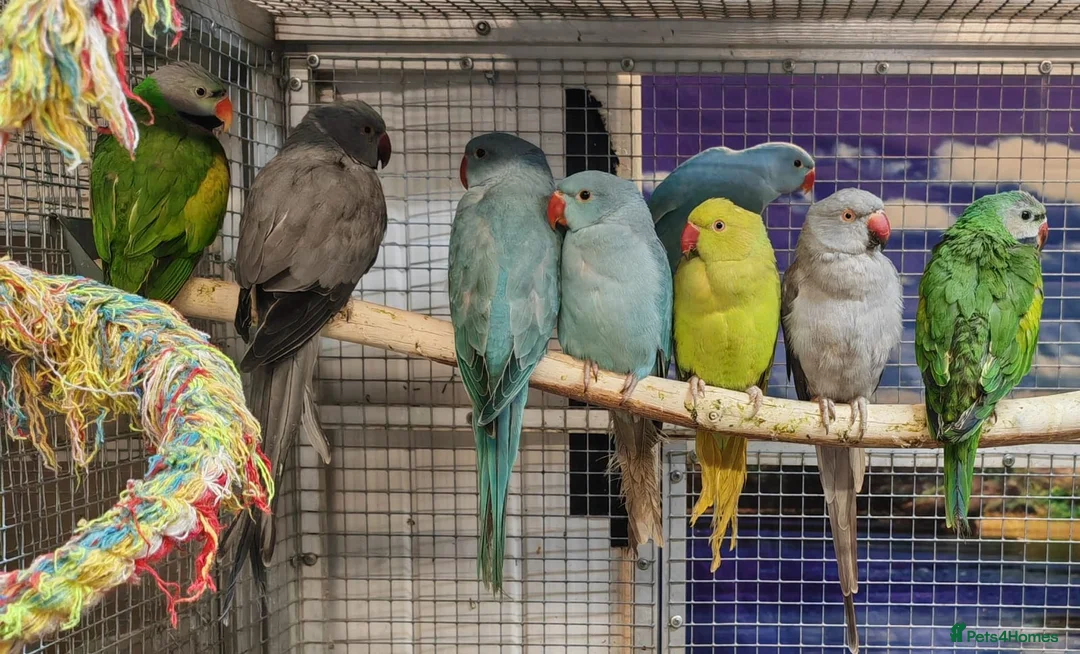Parrots birds for sale: AMAZON/PARROTS/PARAKEETS!  - Advert 2