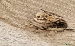 British Shorthair cats for sale: ❣️British shh TICA register Active Champion Line❣️ - Image 9