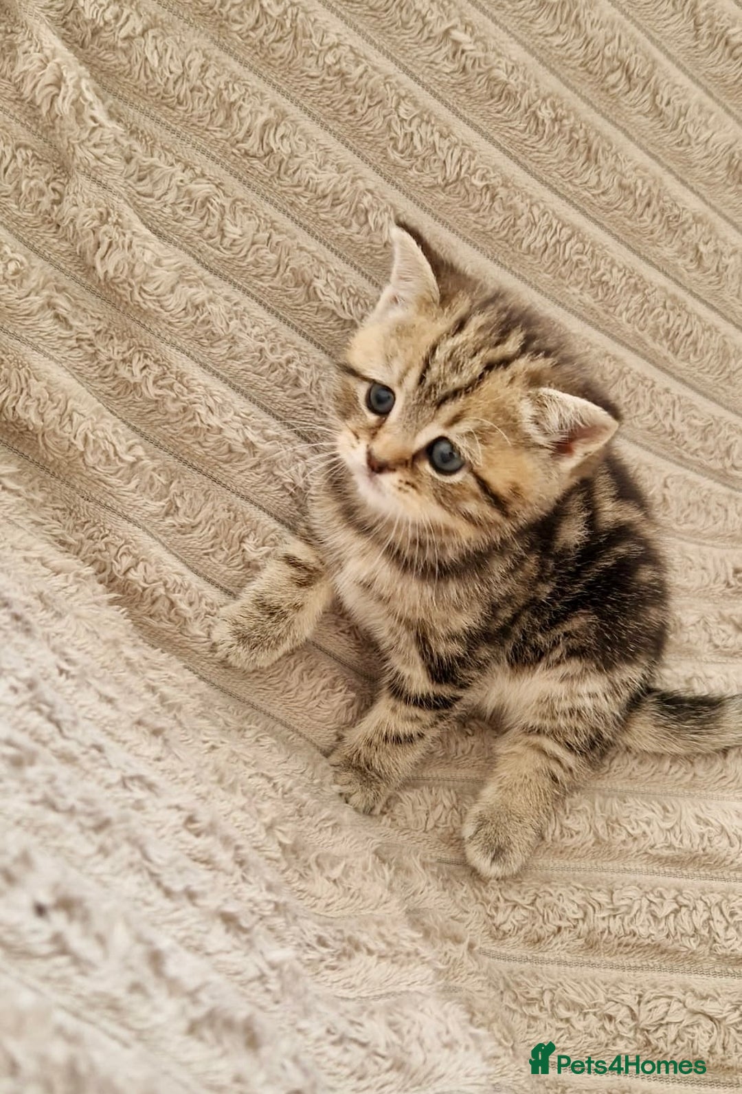 British Shorthair cats for sale: ❣️British shh TICA register Active Champion Line❣️ - Image 9