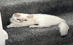 British Shorthair cats for sale: Beautiful golden white British short hair  - Image 12