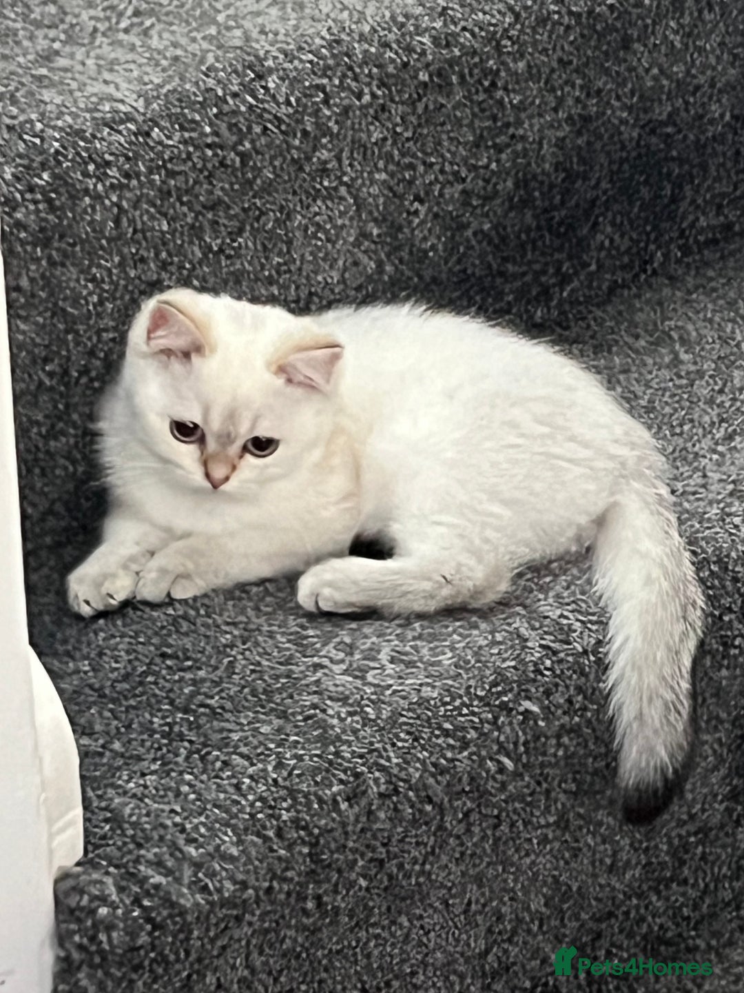 British Shorthair cats for sale: Beautiful golden white British short hair  - Image 12