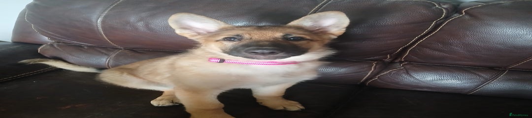 German Shepherd Missy