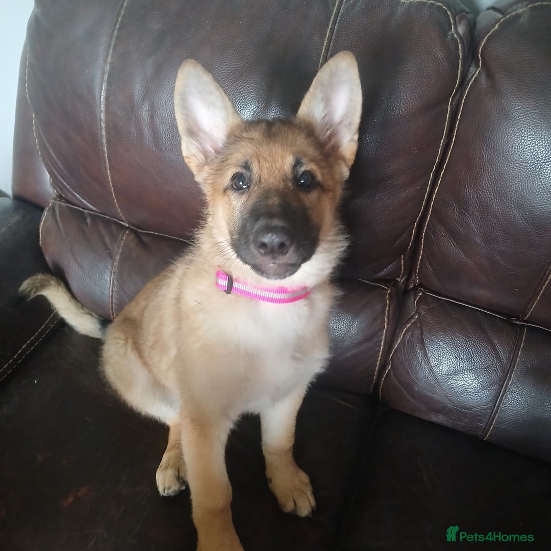 German Shepherd dogs for sale: Beautiful German Shepherd Puppies - Image 25