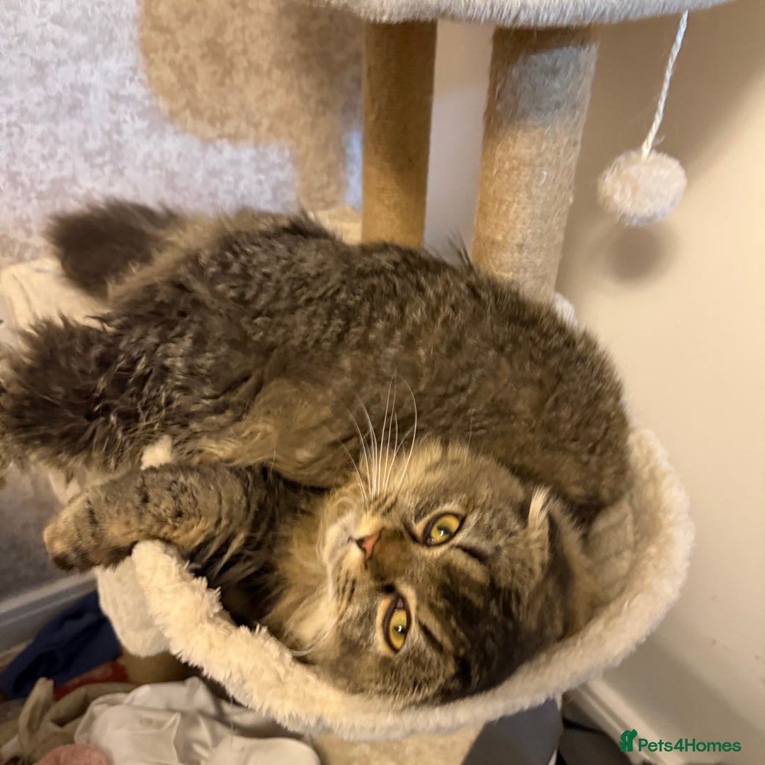 Scottish Fold cats for sale: Chinchilla Longhair Scottish Fold - Advert 4