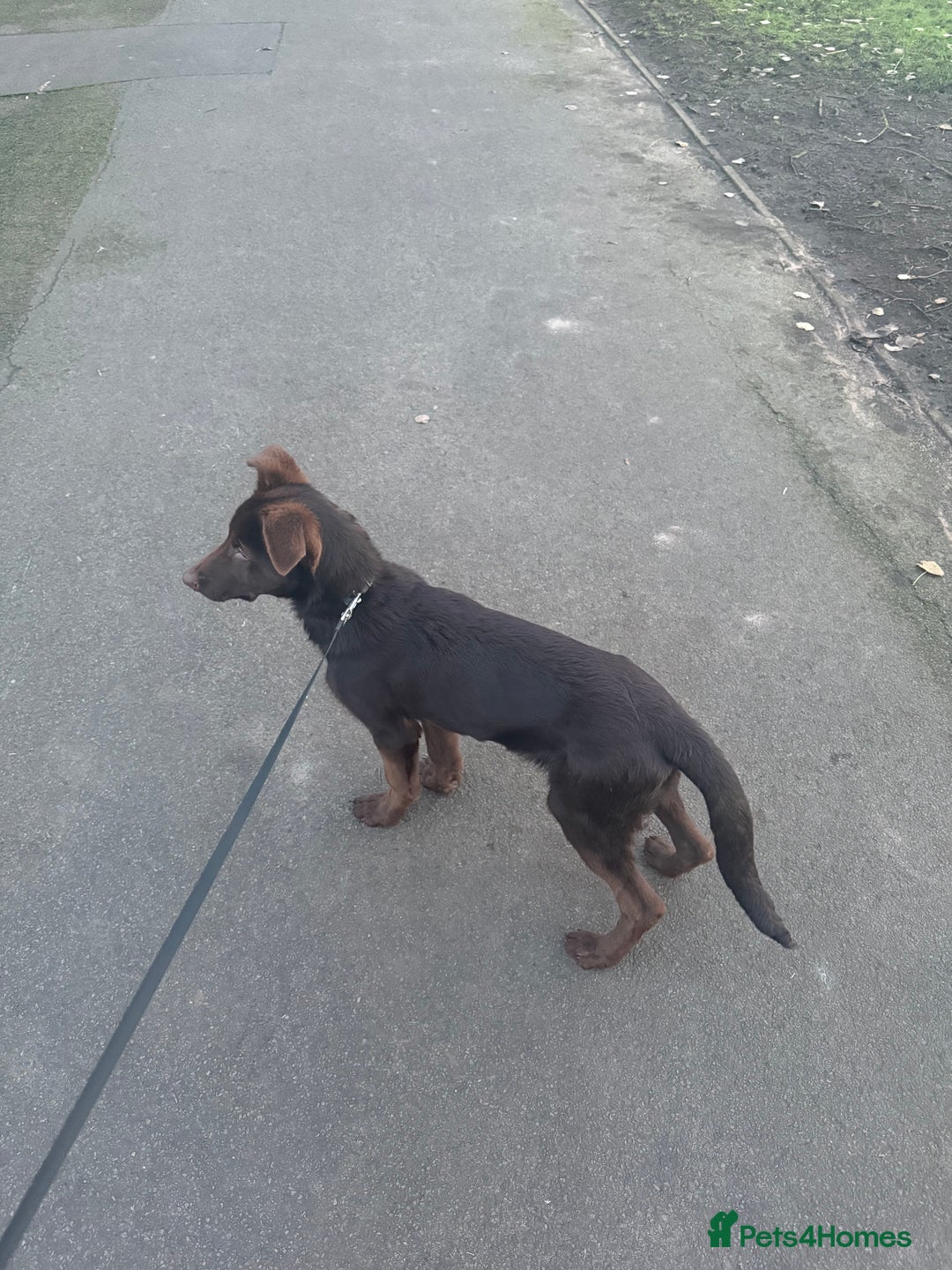 German Shepherd dogs for sale: German Shepherd - Liver & Tan working line  - Advert 3