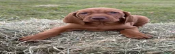 Hungarian Vizsla dogs for sale: KC Hungarian Vizsla Pups in Treharris - Advert 3