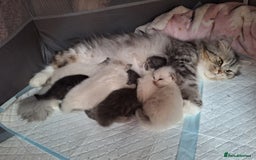 Mixed Breed cats for sale: Ragdolls/Persian Perdolls kittens  - Image 2