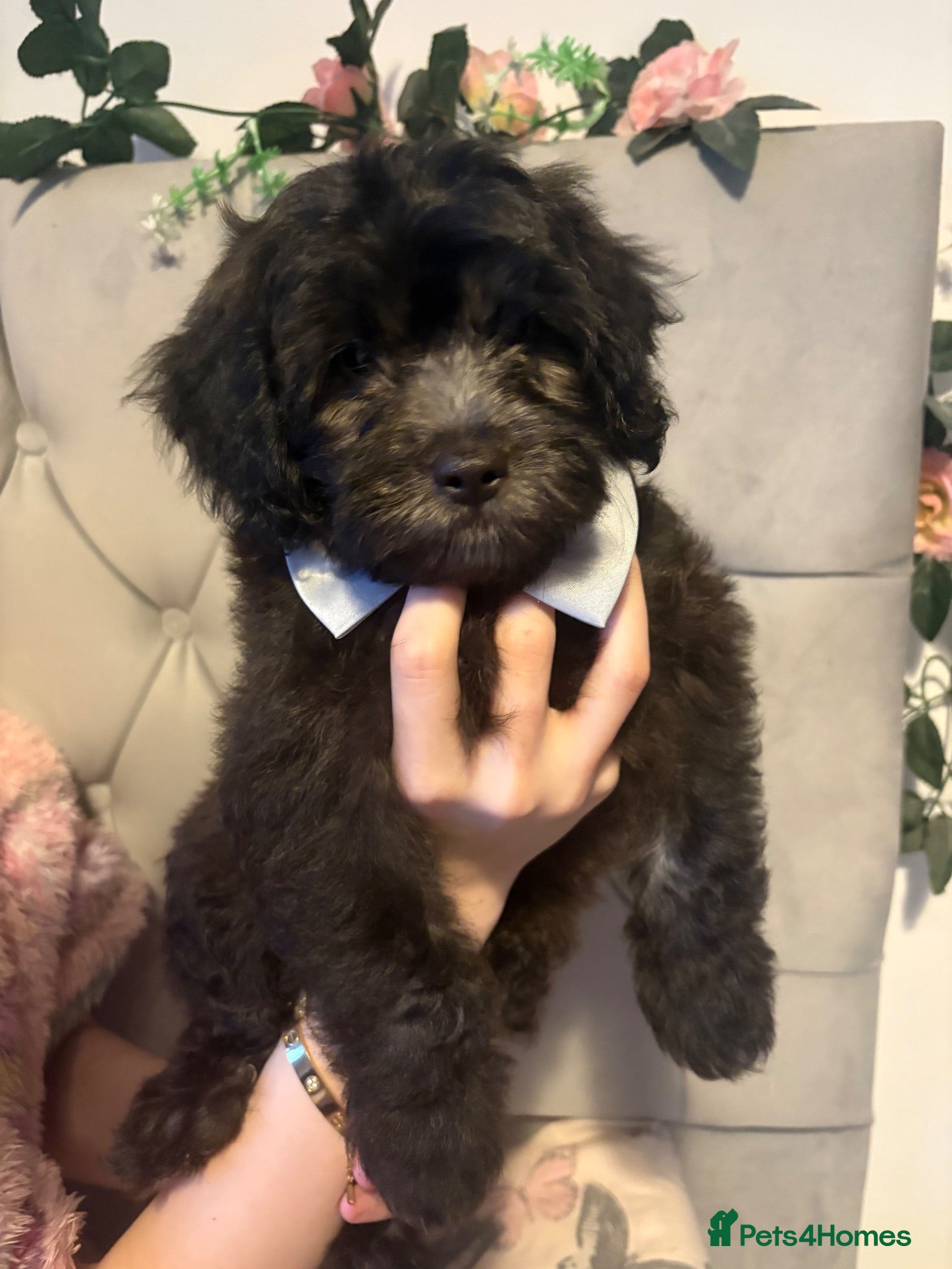 Shihpoo dogs READY NOW! 🧸🤎 Adorable F1B Shihpoo puppies  - Advert 5