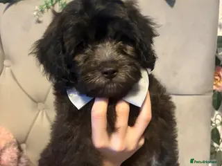 Shihpoo dogs READY NOW! 🧸🤎 Adorable F1B Shihpoo puppies - Advert 5