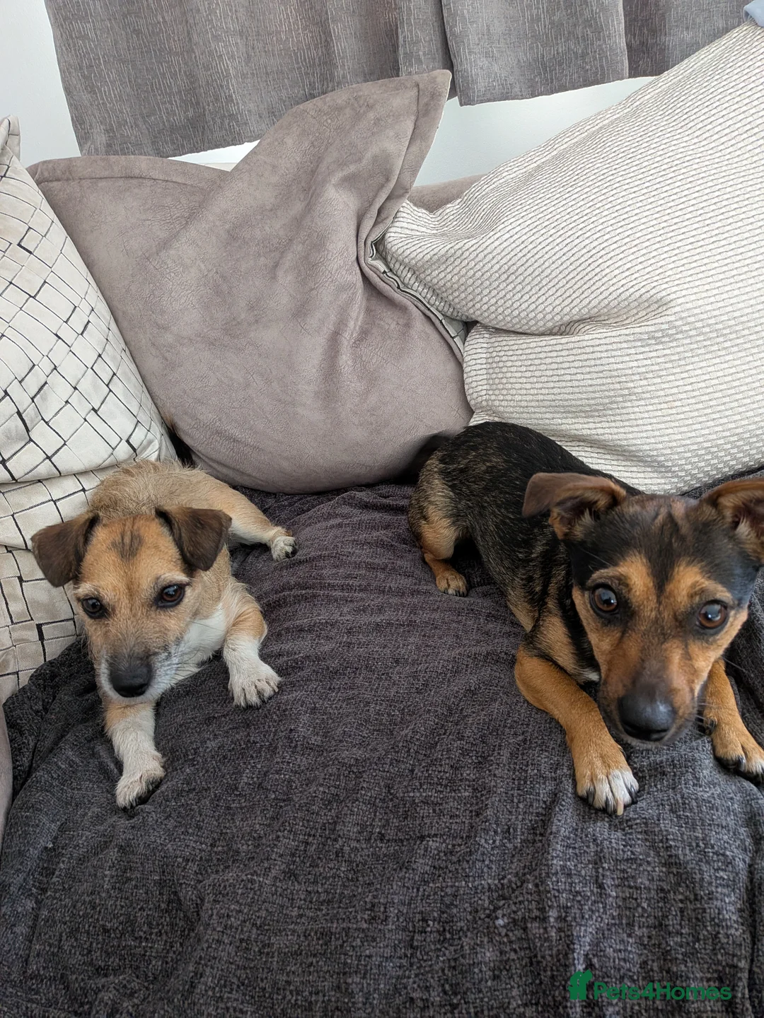 Patterjack dogs for sale: Pippa and Poppy - Advert 1