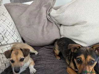 Patterjack dogs Pippa and Poppy - Advert 3