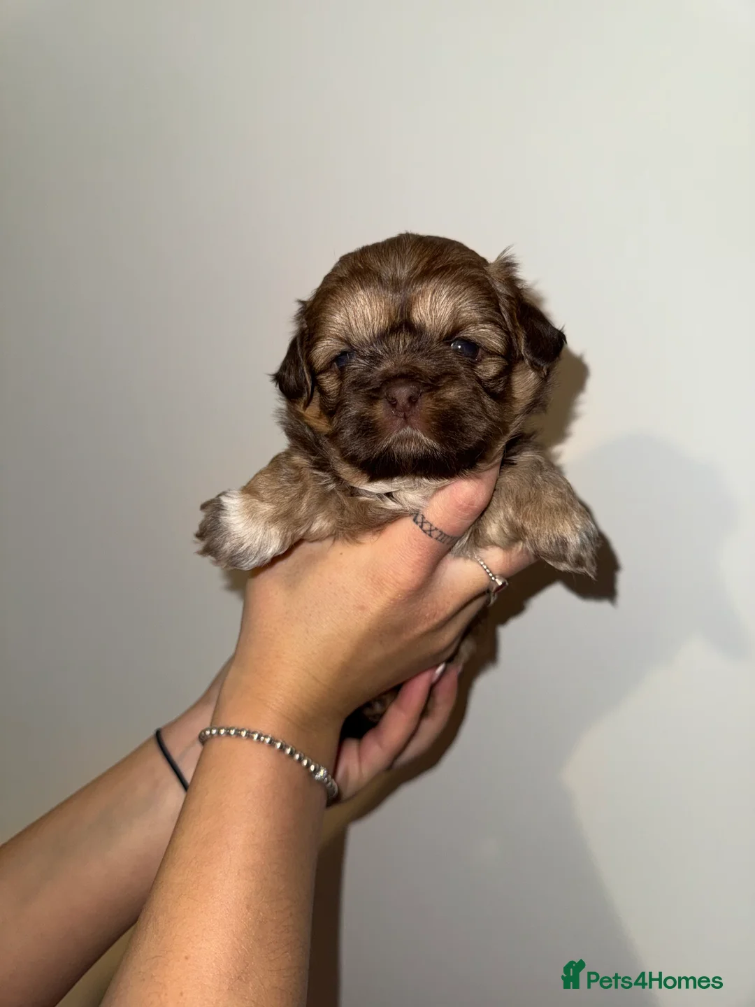 Shih Tzu dogs for sale: Shih Tzu - Advert 12