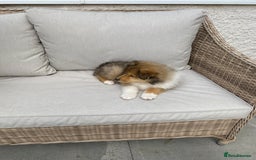 Rough Collie dogs for sale: ROUGH COLLIE SABLE AND WHITE PUPPIES - Image 24