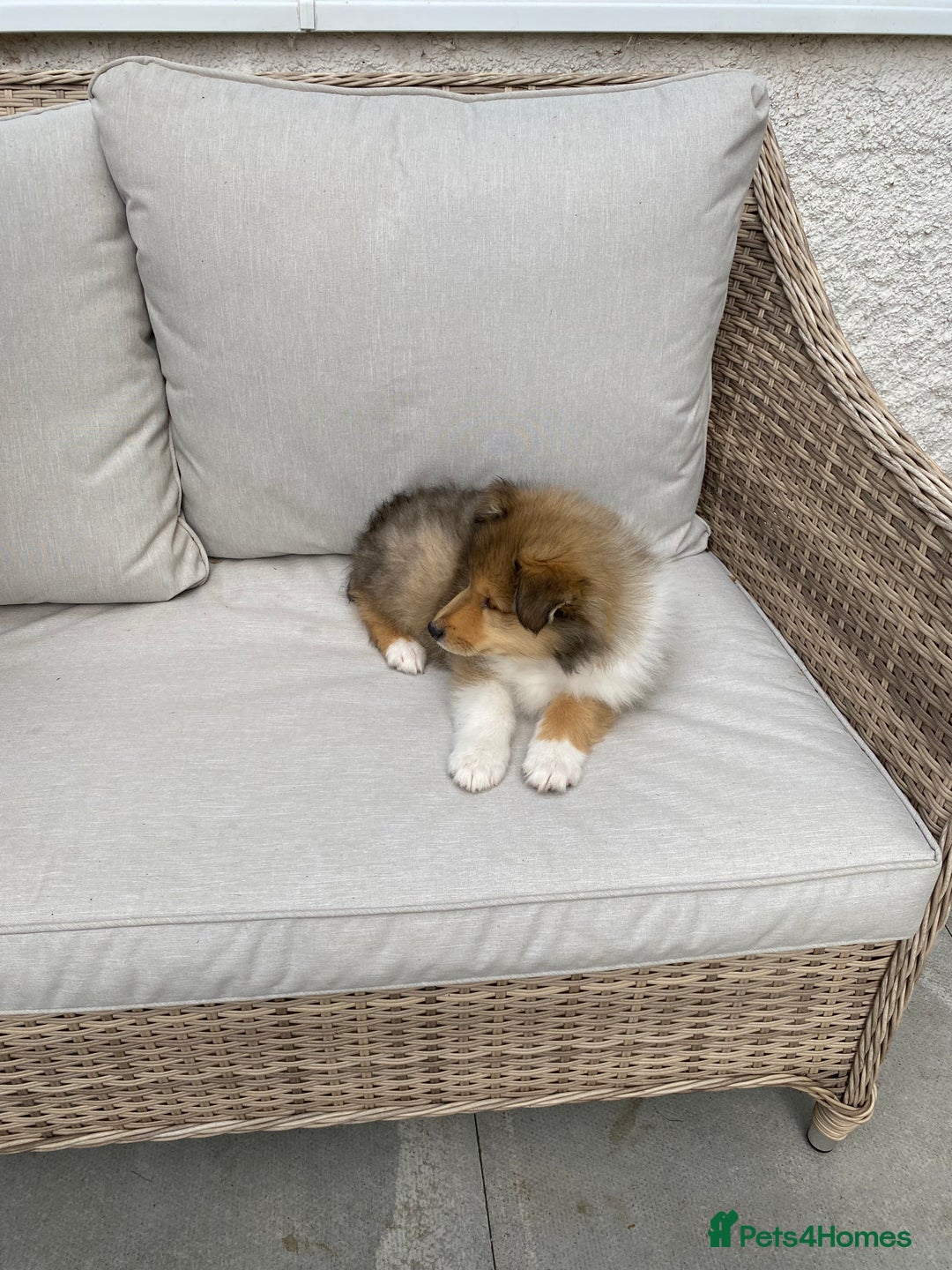 Rough Collie dogs for sale: ROUGH COLLIE SABLE AND WHITE PUPPIES - Image 24