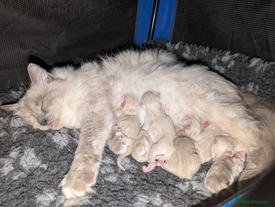 Ragdoll cats for sale: Gorgeous Ragdoll Kittens  - Advert 27