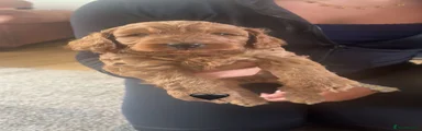 Cockapoo 2