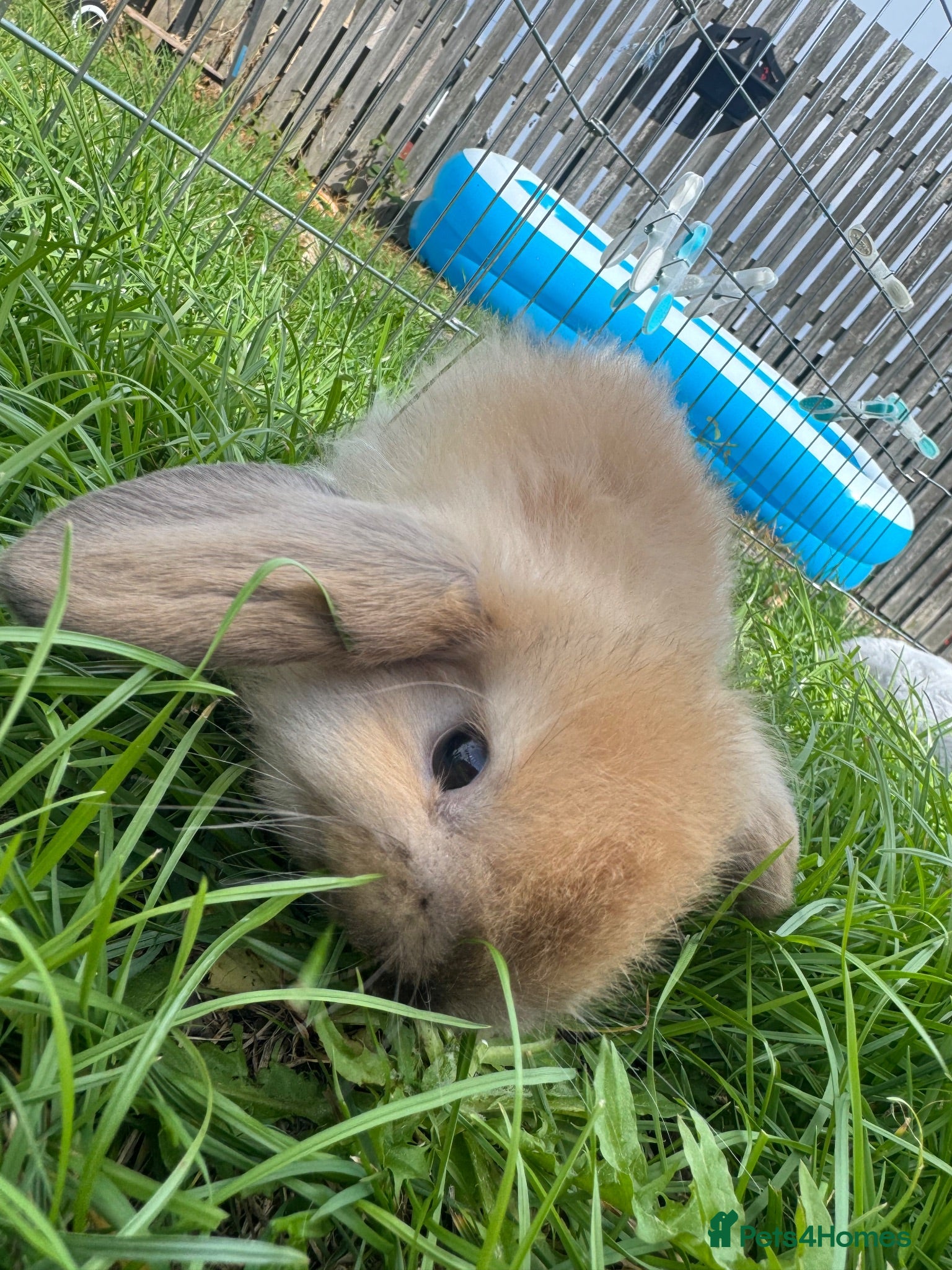 Mini Lop rabbits Ready to go! Beautiful mini lop rabbit - Advert 1