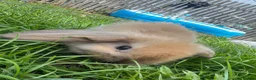 Mini Lop rabbits for sale: Ready to go! Beautiful mini lop rabbit - Advert 10