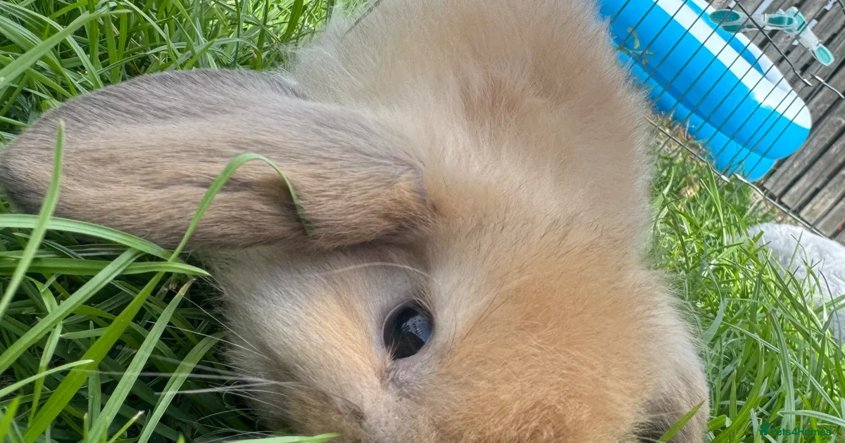 Rabbits for Sale for sale | Pets4Homes
