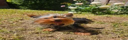 Yorkshire Terrier dogs for stud: Tiny Miniature Experienced Yorkshire Terrier Stud  - Advert 3