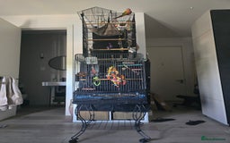 Conures birds for sale: Bonded pair of green cheek conures  - Image 2
