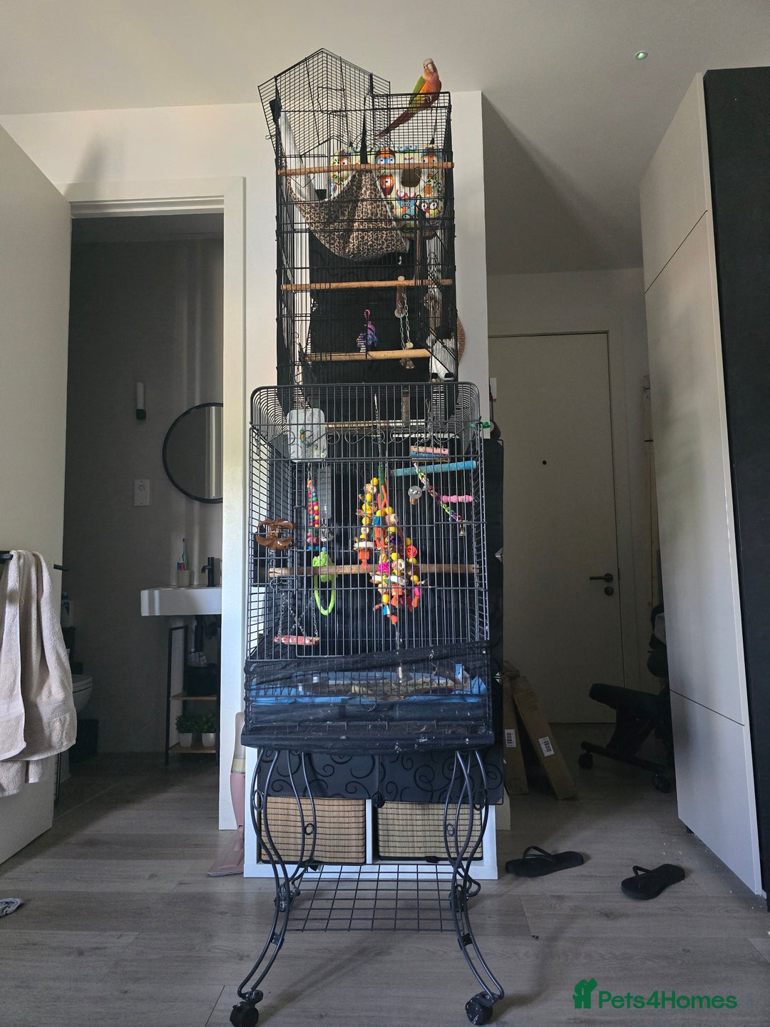 Conures birds for sale: Bonded pair of green cheek conures  - Image 2
