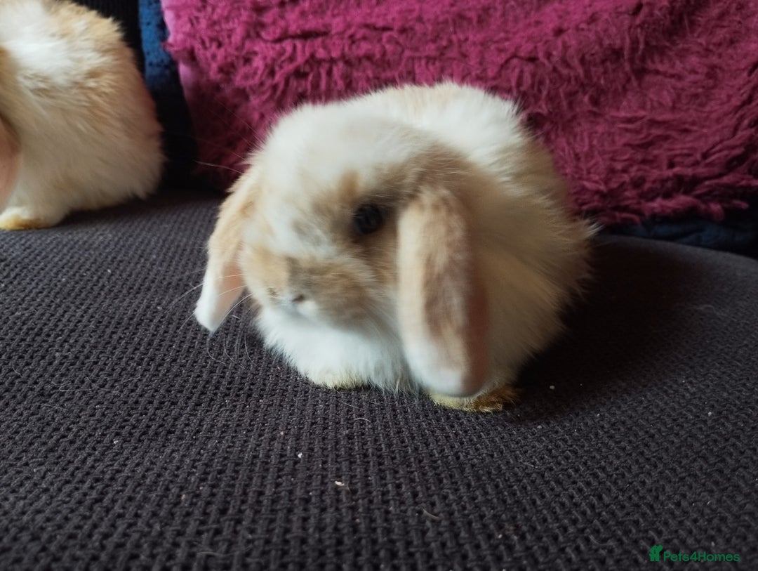 Mini Lop rabbits for sale: Mini lop boys and girls available. - Image 4
