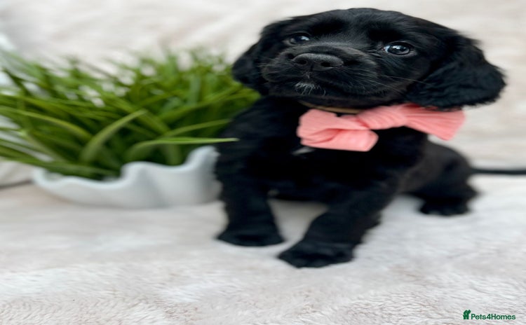 Cocker Spaniel dogs - Advert 15