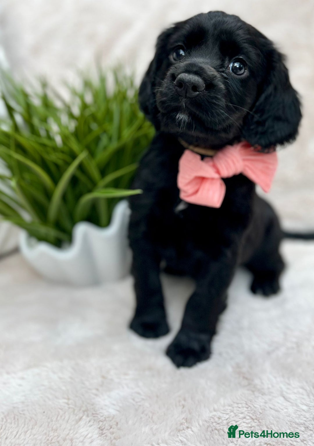 Cocker Spaniel dogs for sale: 2 beautiful cocker spaniels  - Image 1