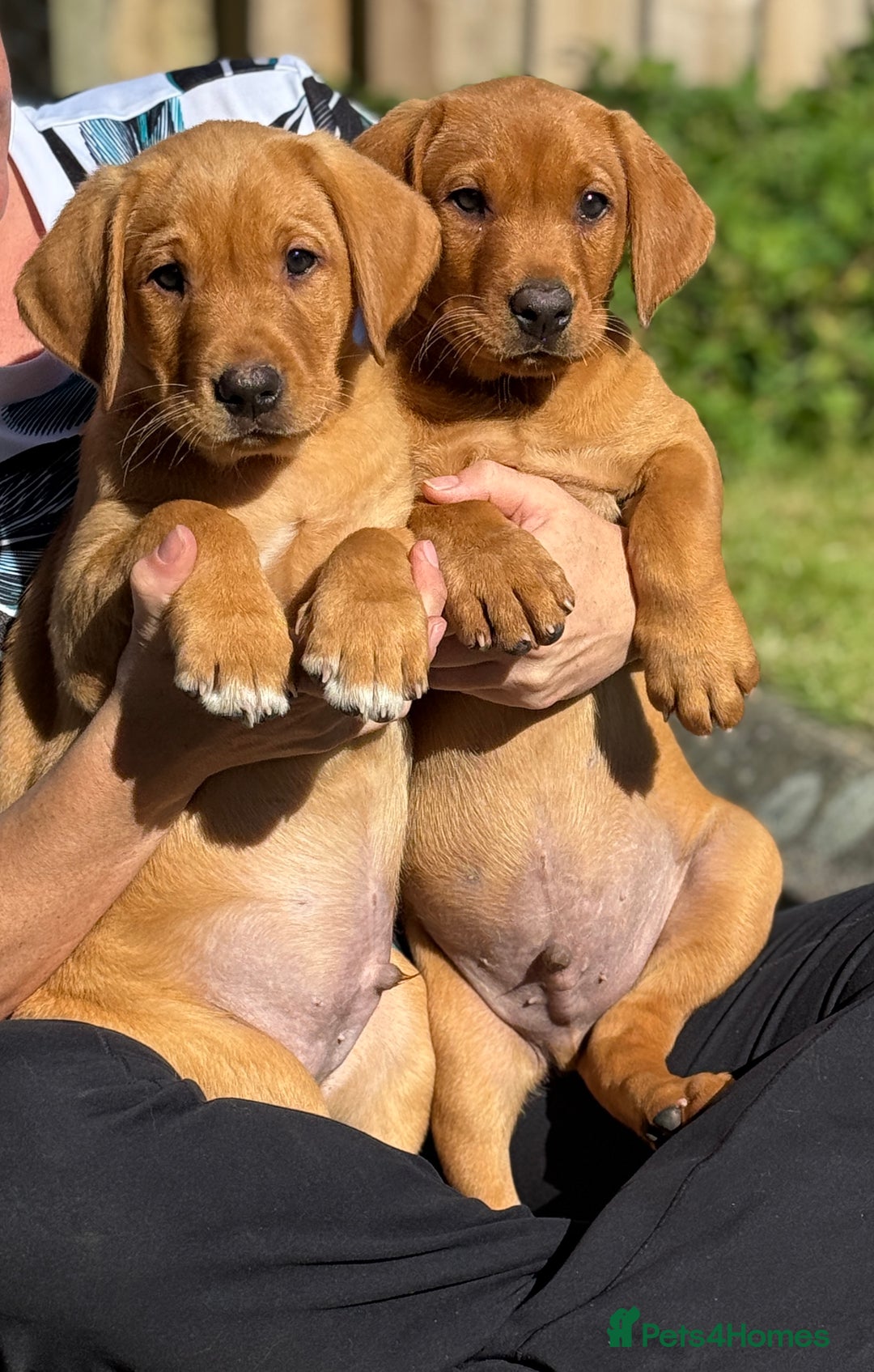 Labrador Retriever dogs for sale: Fox Red /  Mahogany Labradors  - Image 1