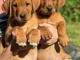 Labrador Retriever dogs - Advert 25