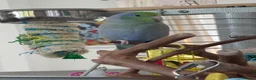 Budgerigars birds for sale: Tame Male Pacific Parrotlet  - Advert 4