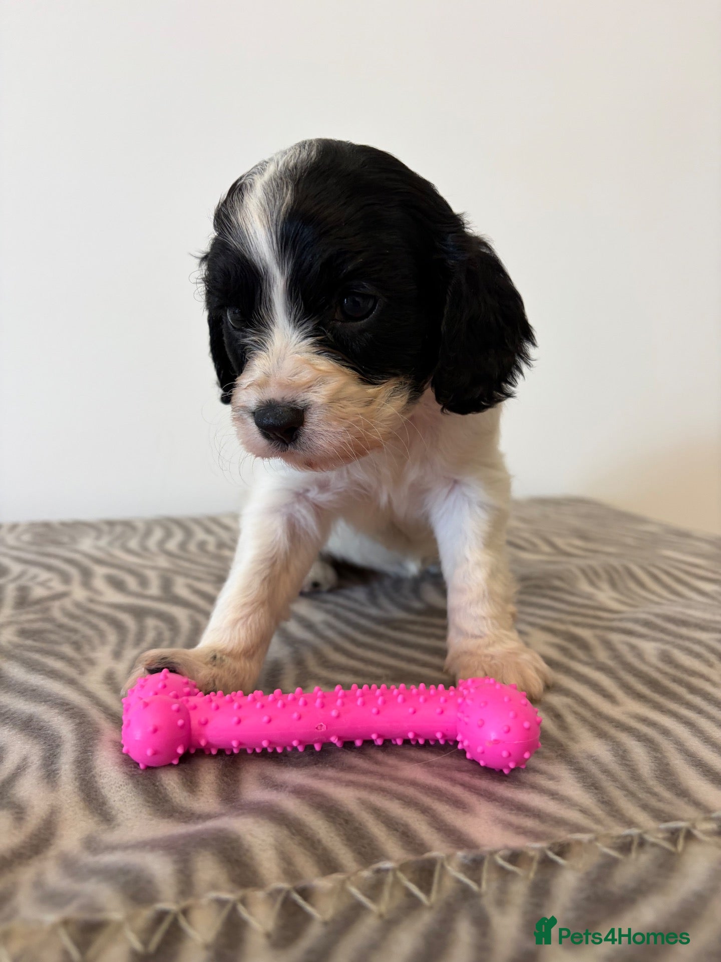 Cavapoo dogs 🐾💕STUNNING CAVAPOOS 💕🐾 - Advert 1