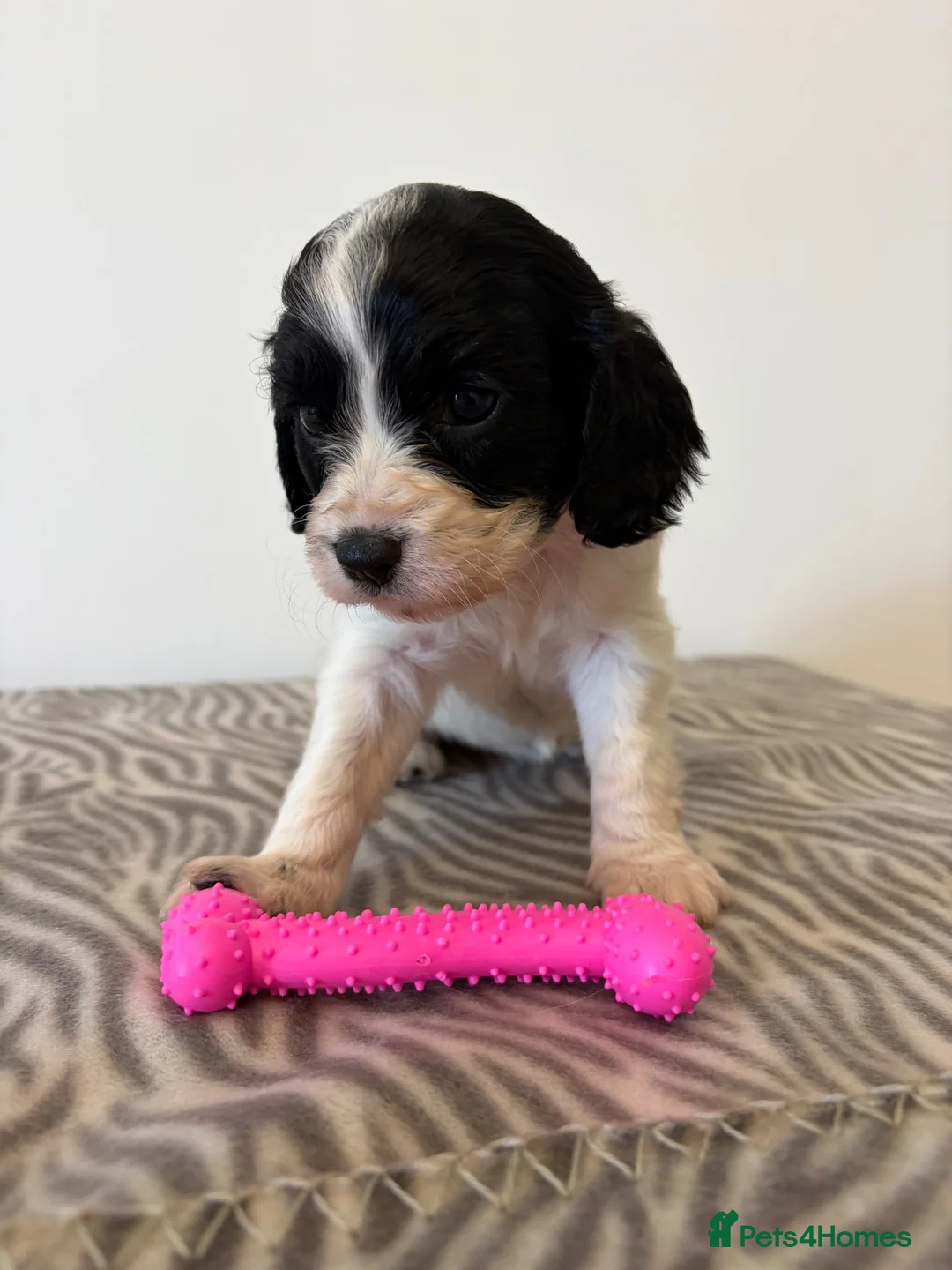 Cavapoo dogs for sale: 🐾💕STUNNING CAVAPOOS 💕🐾 - Advert 1