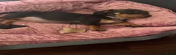 Dachshund dogs for sale: Male Dachshund  - Advert 2