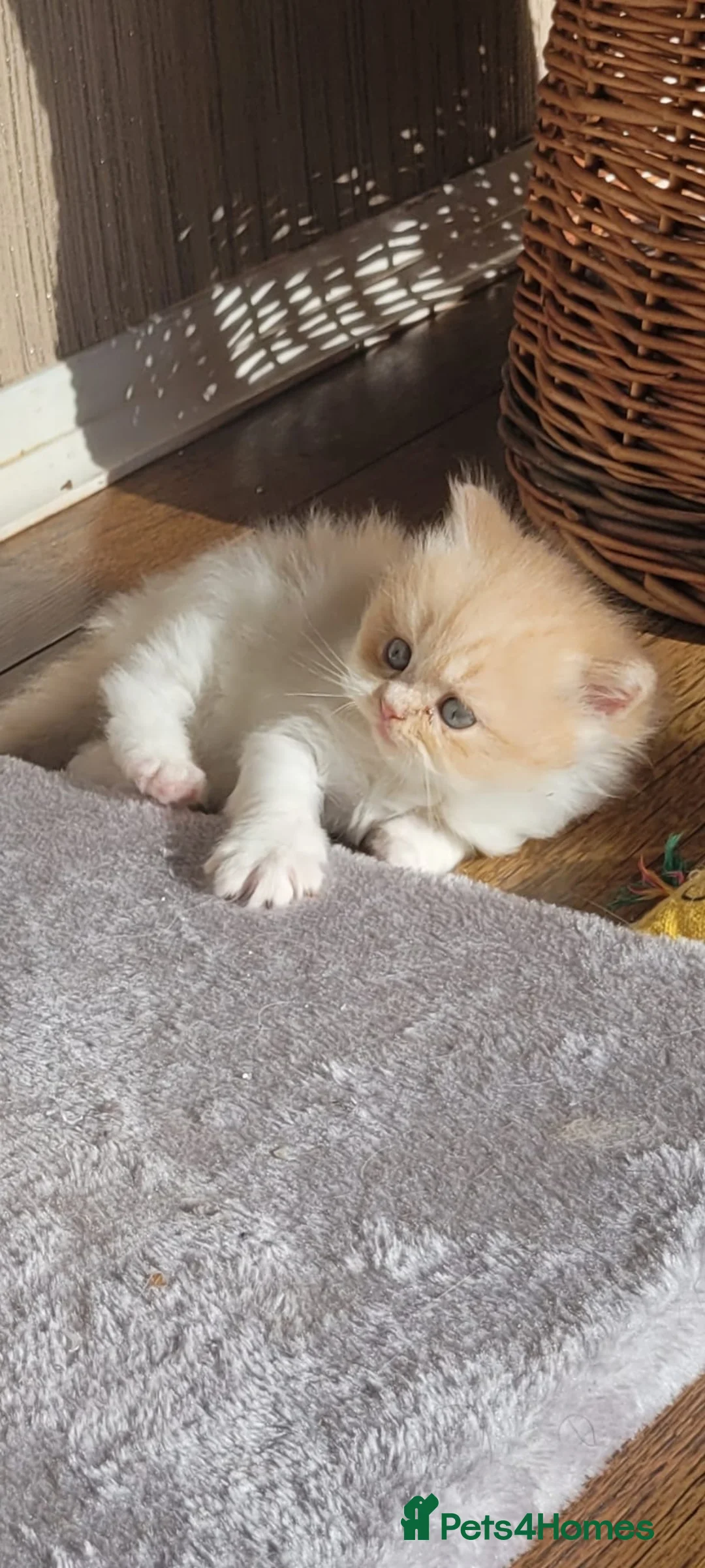 Persian cats for sale: 🐾 Meet Prince – our Gorgeous Little Gentleman 🐾 - Advert 21