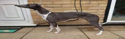Whippet dogs for stud: KC registed whippet stud - Advert 6