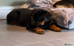 Rottweiler dogs for sale: KC Reg Rottweiler  - Image 11