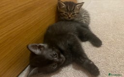 Mixed Breed cats for sale: British shorthair X British shorthair x Tabby - Image 13