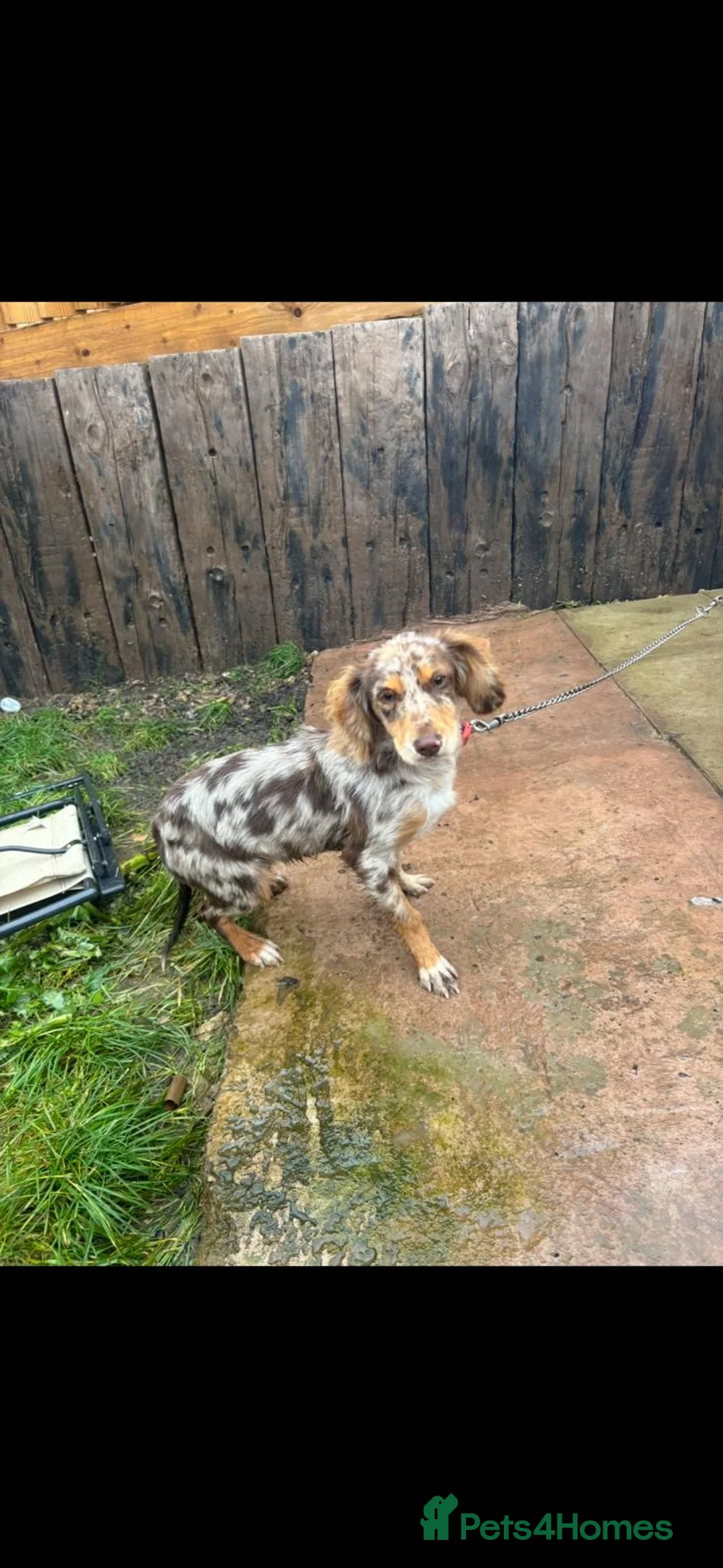 Cocker Spaniel dogs for sale: Cocker Spaniel Female - Advert 1