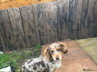 Cocker Spaniel dogs Cocker Spaniel Female - Advert 2