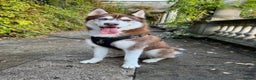 Siberian Husky dogs for stud: ~~Siberian Husky for stud~~ in Borehamwood - Advert 4