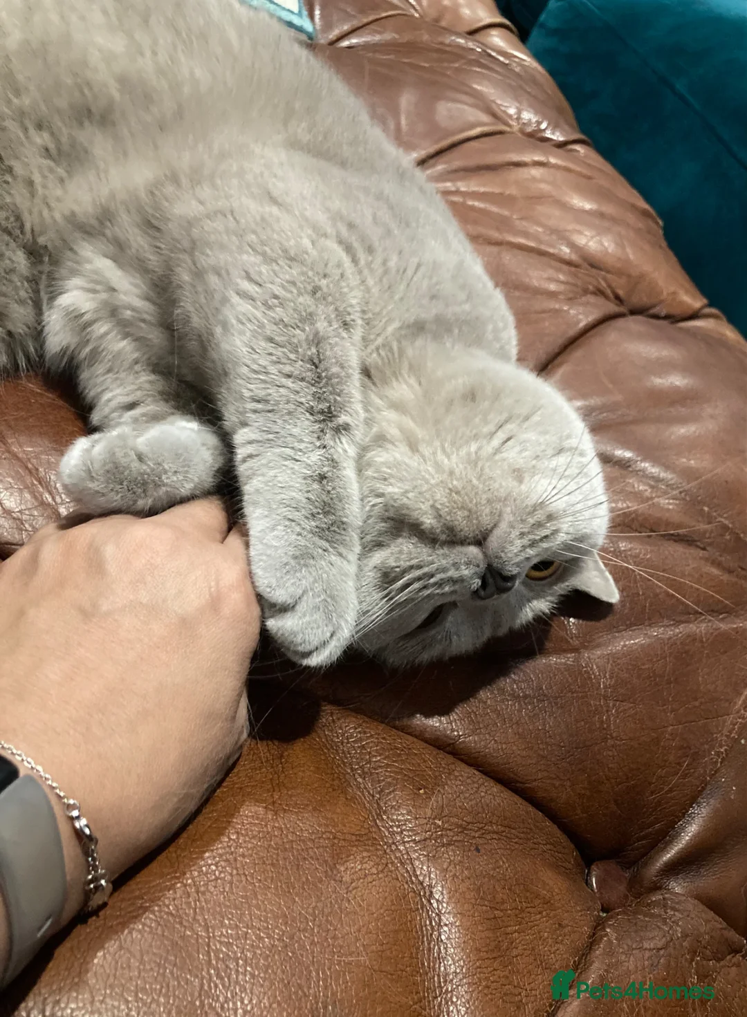 British Shorthair cats for sale: Lavender BSH 2yrs old female ‘Luna’ - Advert 3