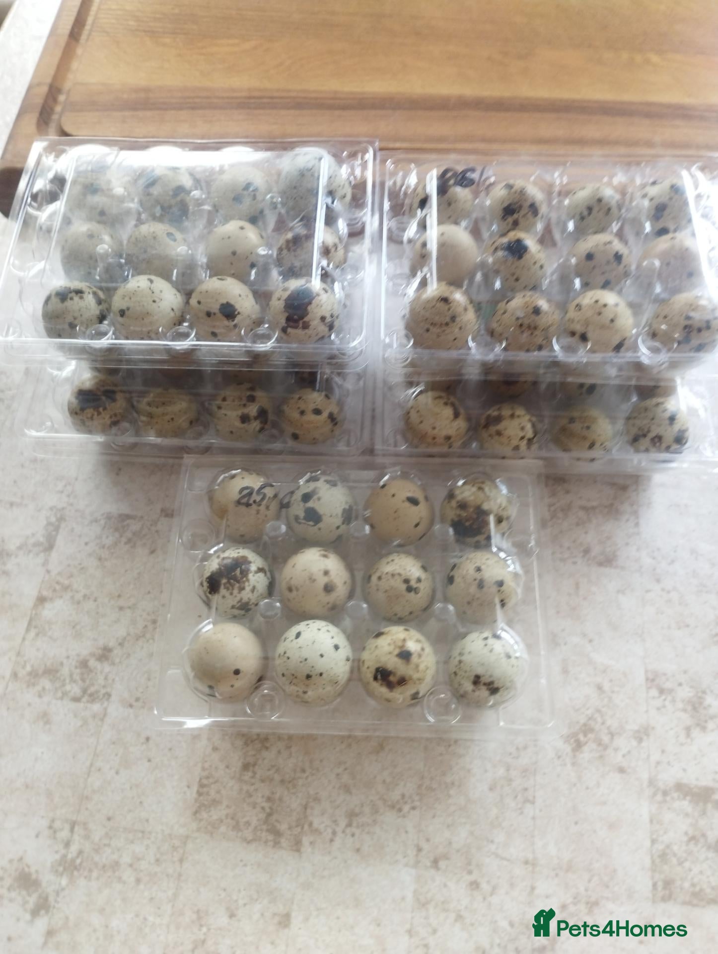 Quail poultry Japanese Coturnix Hatching Eggs - Advert 3