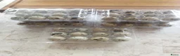 Quail poultry for sale: Japanese Coturnix Hatching Eggs in Llansantffraid - Advert 1