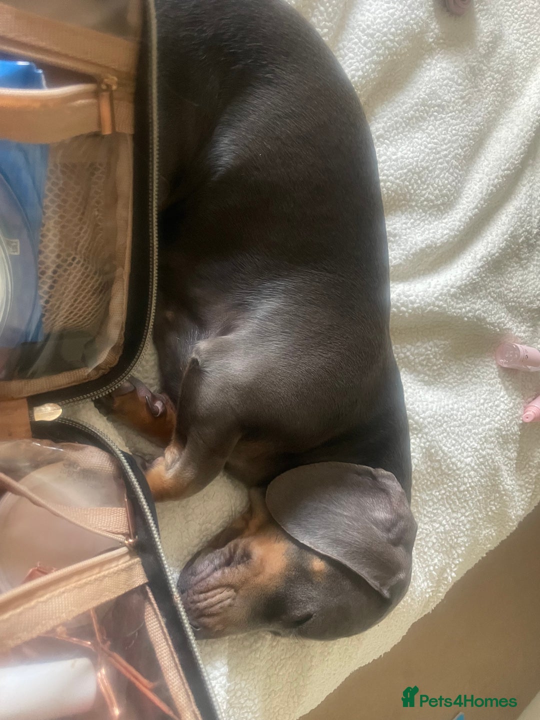 Dachshund dogs for sale: Female dachshund  - Image 2