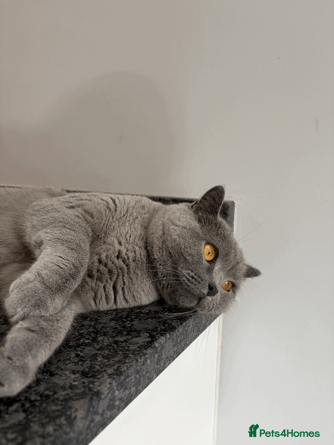 British Shorthair cats for sale: Beautiful Blue Male British shorthair  in Stockport - Advert 4